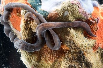 Media type: image;   Invertebrate Zoology 135323